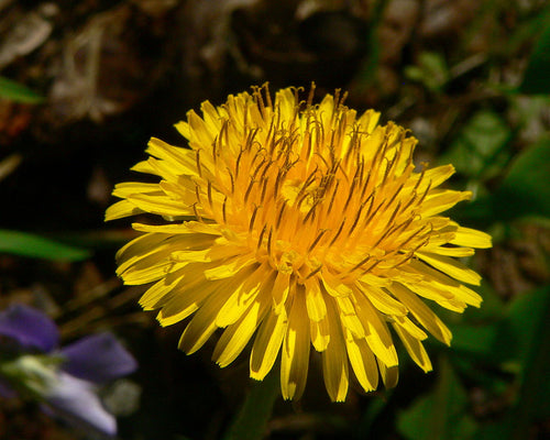 Dandelions