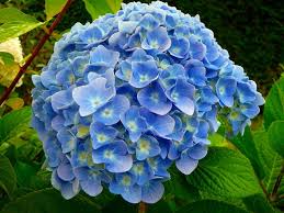 Hydrangea