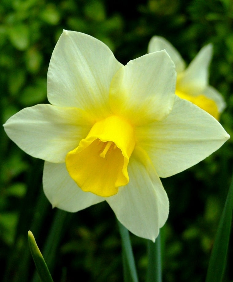 Dafodils